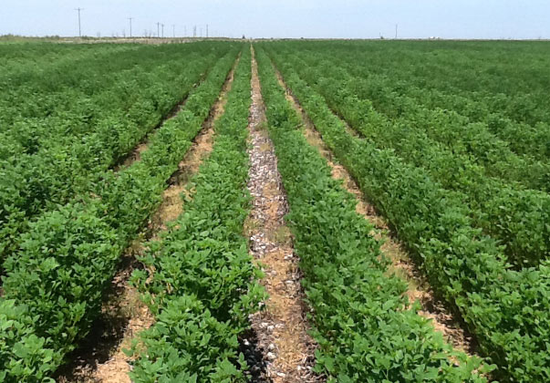 Guar Crop Farming In Rows