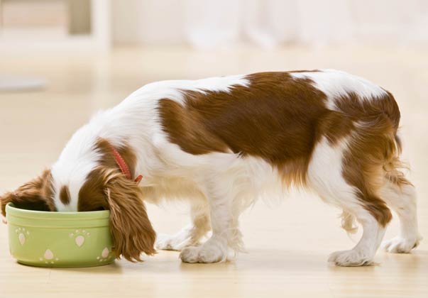 Guar As A Thickener In Pet Food