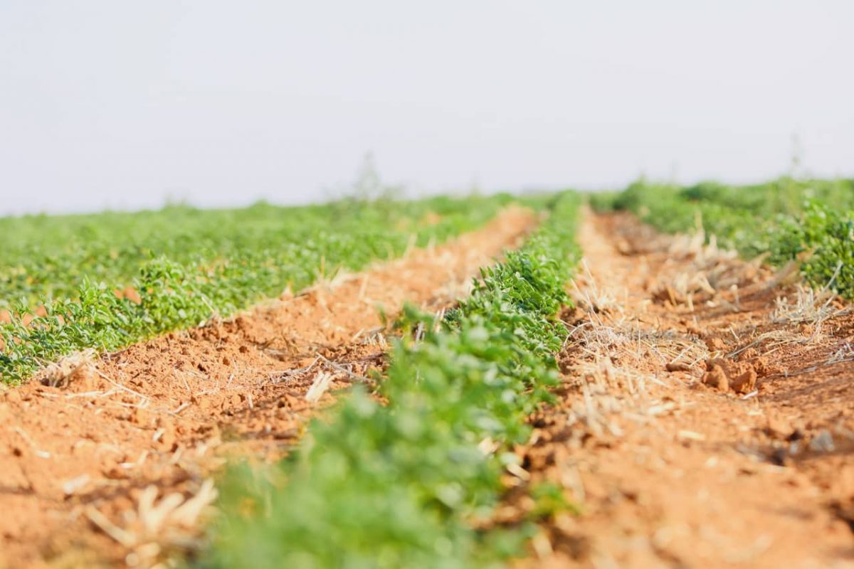 Is Guar Gum Vegan And Why Is It A Better Vegan Alternative? Guar Resources