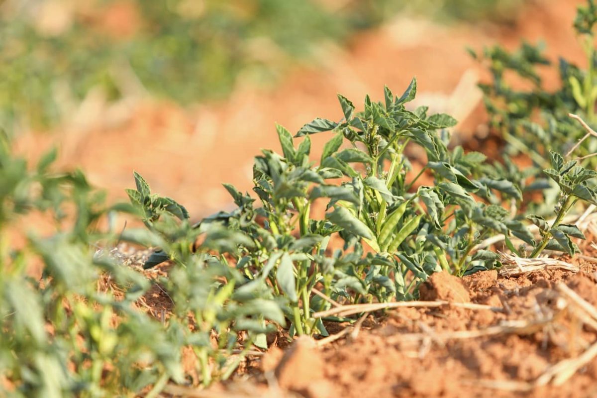 Guar Plant Guar Gum Field