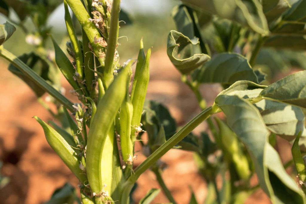 The Ultimate Guide To The Industrial Uses of Guar Gum Guar Resources